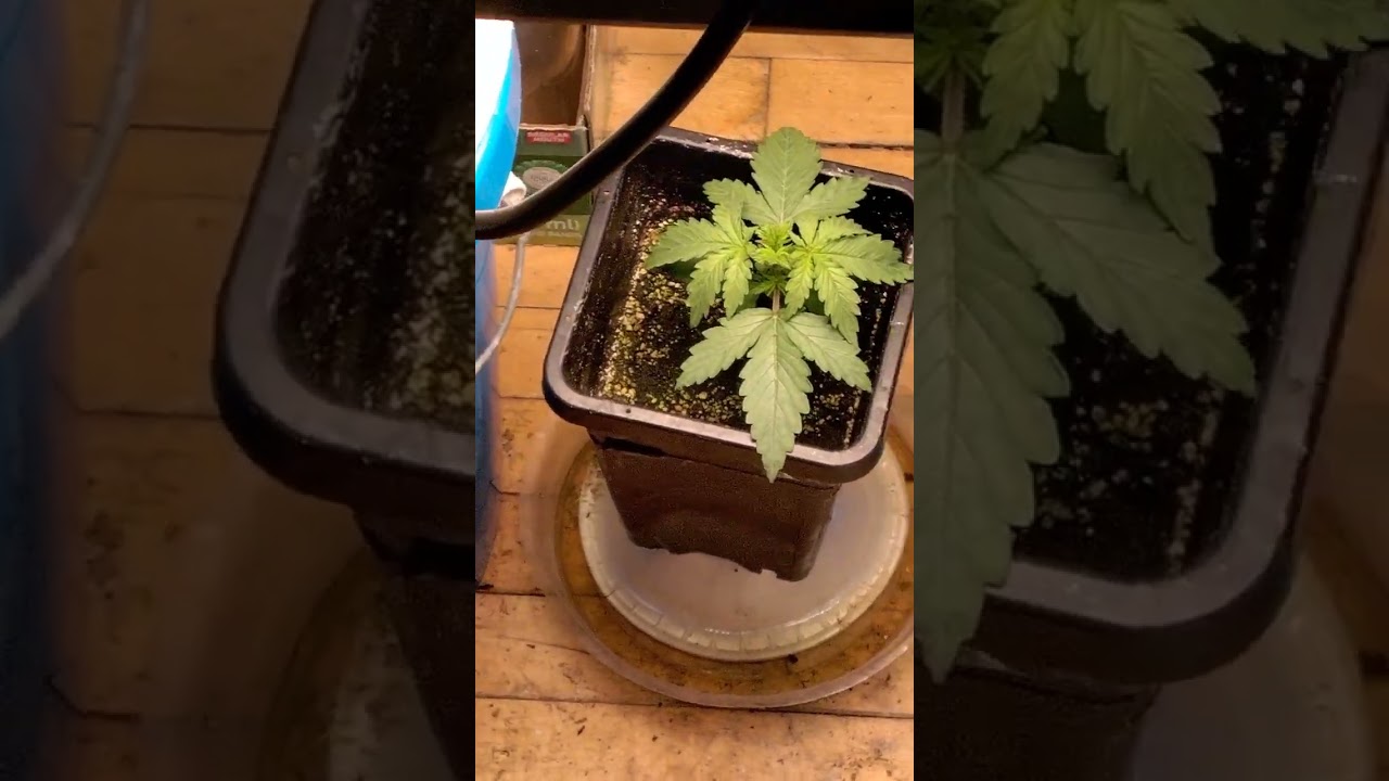 ending wk 2 critical 2.0 auto
