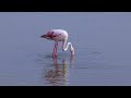 Dancing Flamingo