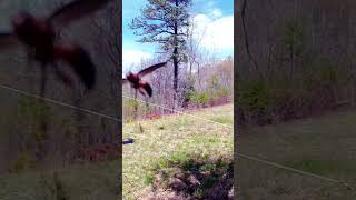 Looks like a wasp attack security camera