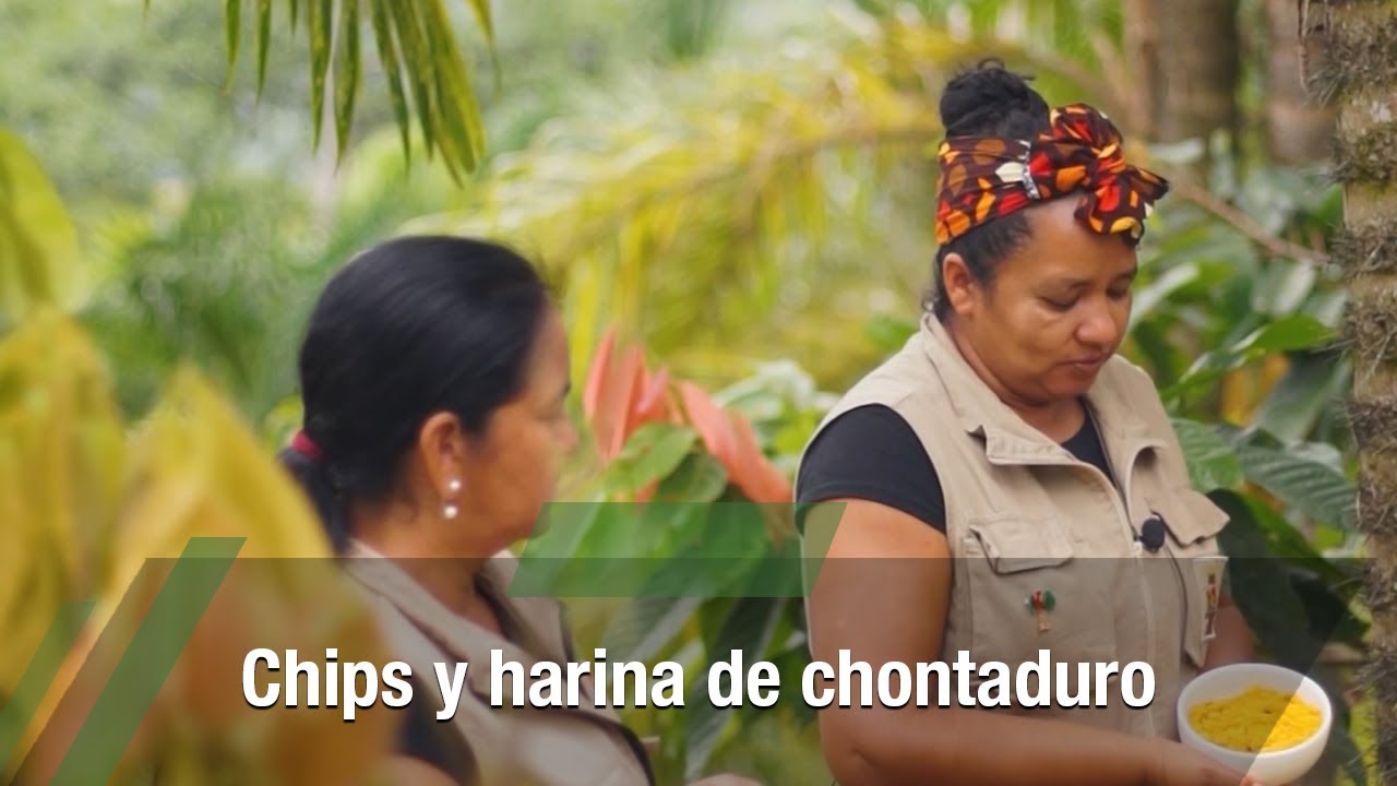 Chips y harina de chontaduro - TvAgro por Juan Gonzalo Angel Restrepo