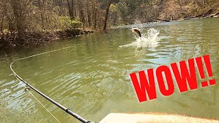 UNREAL DAY!!  Creek Wading for FAT Smallmouth Bass