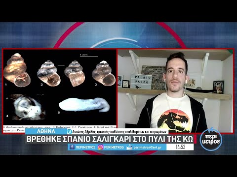 Βρέθηκε σπάνιο σαλιγκάρι στο Πυλί της Κω | 06/10/2022 | ΕΡΤ