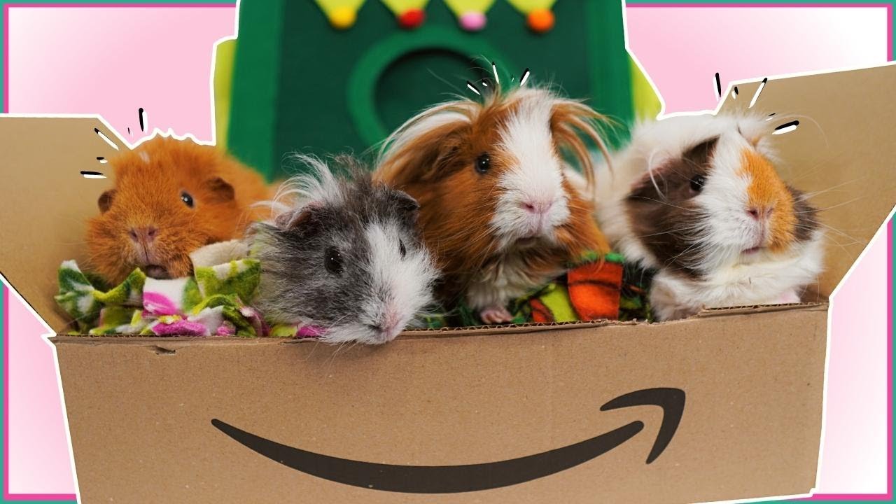 CHRISTMAS PRESENT UNBOXING and Guinea Pig Reactions! 🎄😍🎄
