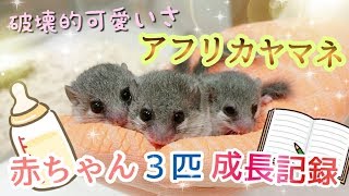 アフリカヤマネ赤ちゃん誕生三つ子の破壊的可愛いさに飼い主ノックアウト寸前www Baby African Dormouse was born