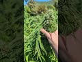 Almost #harvest for Berkeley Joyride; what to expect before your harvest #cannabiseducation #garden