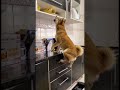 シンクの上のぬいぐるみが欲しくてたまらないワンコ 🐶
