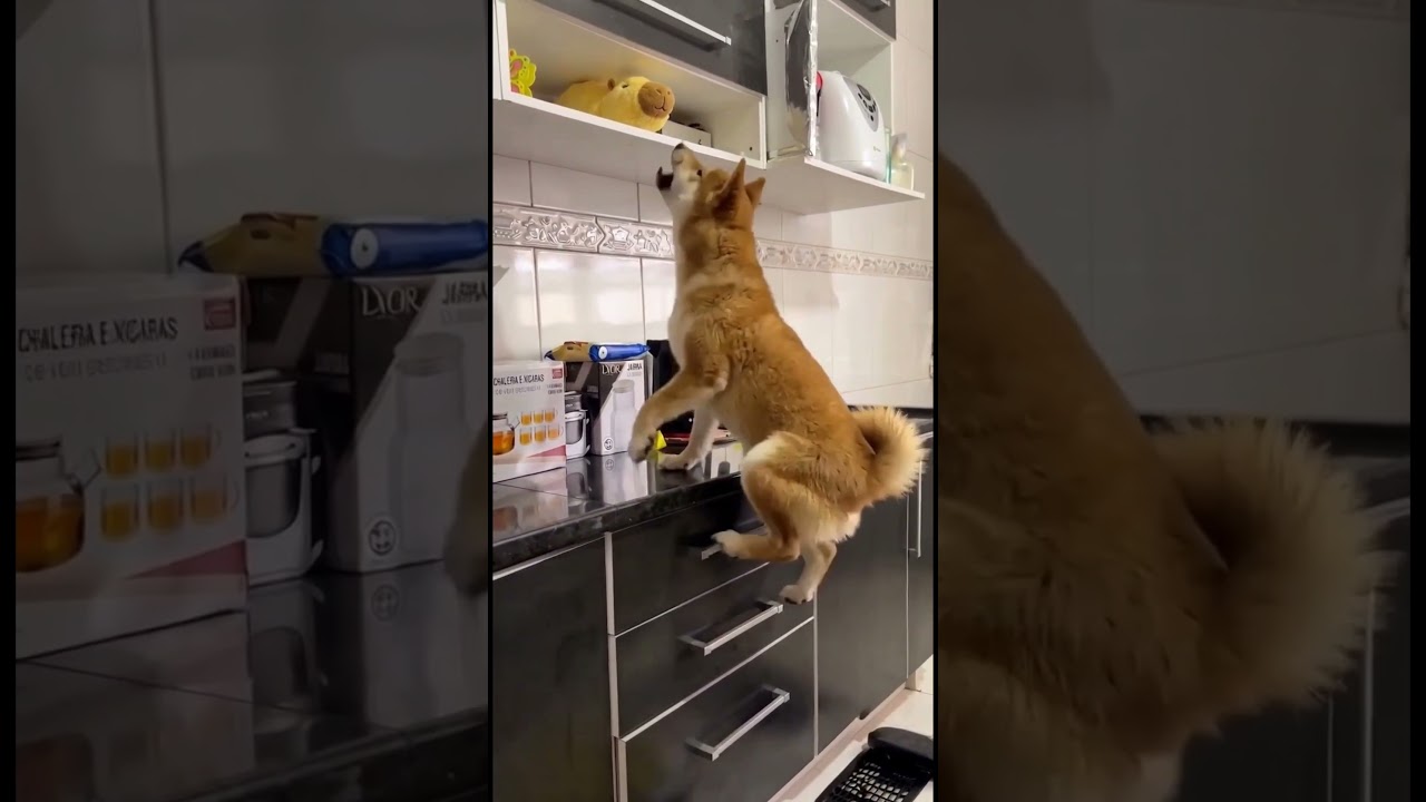 シンクの上のぬいぐるみが欲しくてたまらないワンコ 🐶