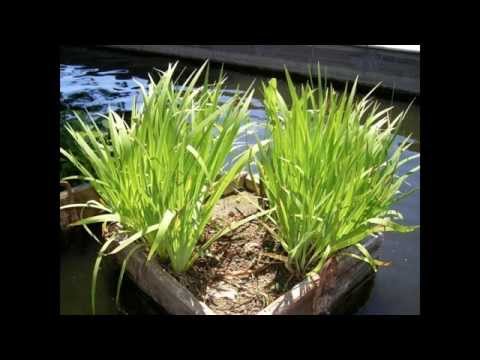 水の特徴と噴水における水質維持のための水生植物