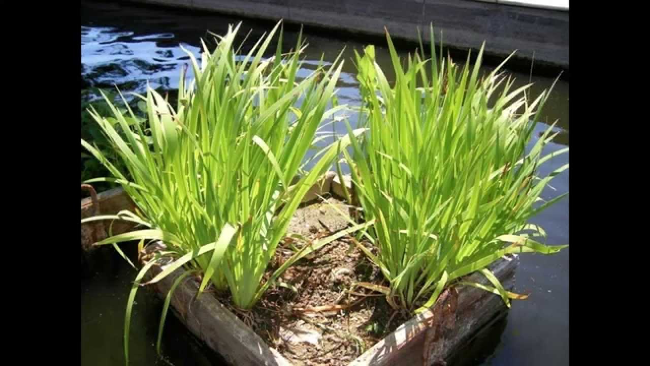 Aquatic Plants for Water Quality Maintenance in Water Features and Fountains
