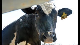 Animal Matters Seminar: Farmed Animal Welfare