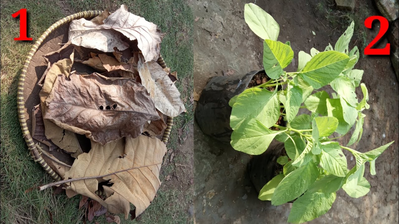  MEDIA  TANAM DARI DAUN  KERING  HASIL TANAMAN BAYAM SANGAT 