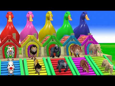 Long Slide Game With Cow Elephant Gorilla Hippopotamus Tiger 3d Animal Game Funny 3d Animals Video