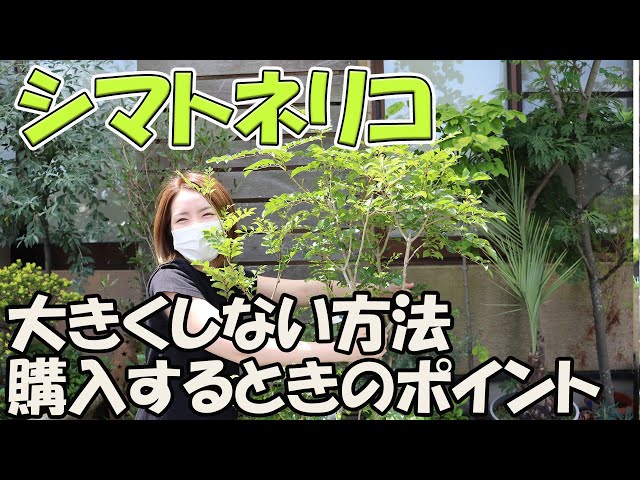 トネリコの木　剪定済　約2m 大きくなりすぎたシマトネリコ2本を強めに剪定しました🌳✂️玄関横は