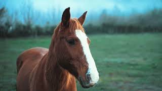 Seeing a Brown Horse in a Dream - Brown Horse - (Horse Dreams) horse horses brownhorse animal