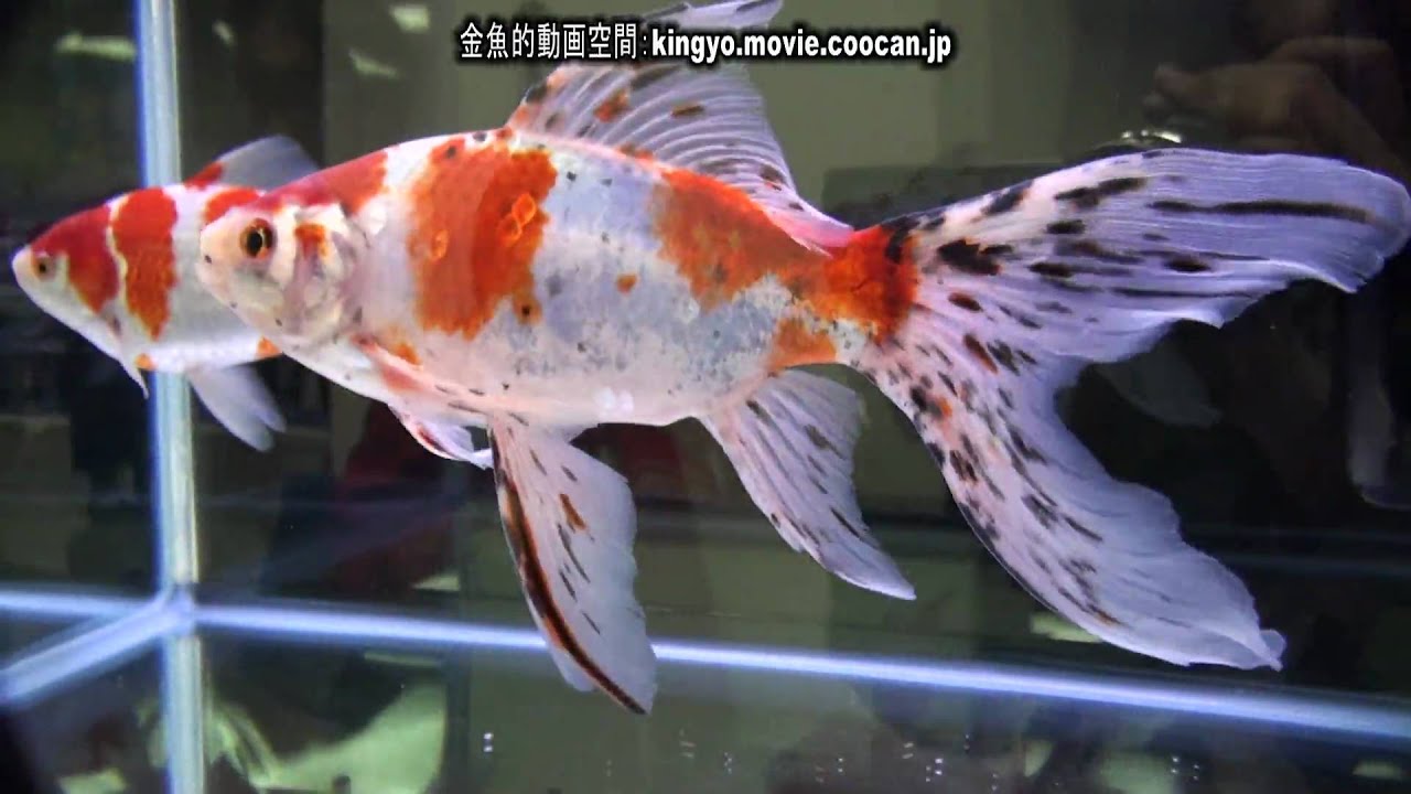 親魚朱文金23センチ 朱文金【10匹】金魚 アクアポニックス 淡水 飼育 養殖
