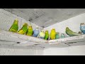 Самая красивая стая волнистых попугаев,увеличиваем поголовье