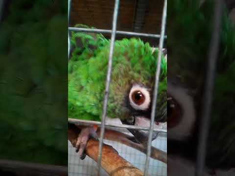 Nature song Papuga Afrykanka kongijska Poicephalus gulielmi
