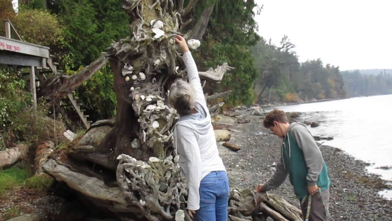 Driftwood on Beach Full of SeaShells