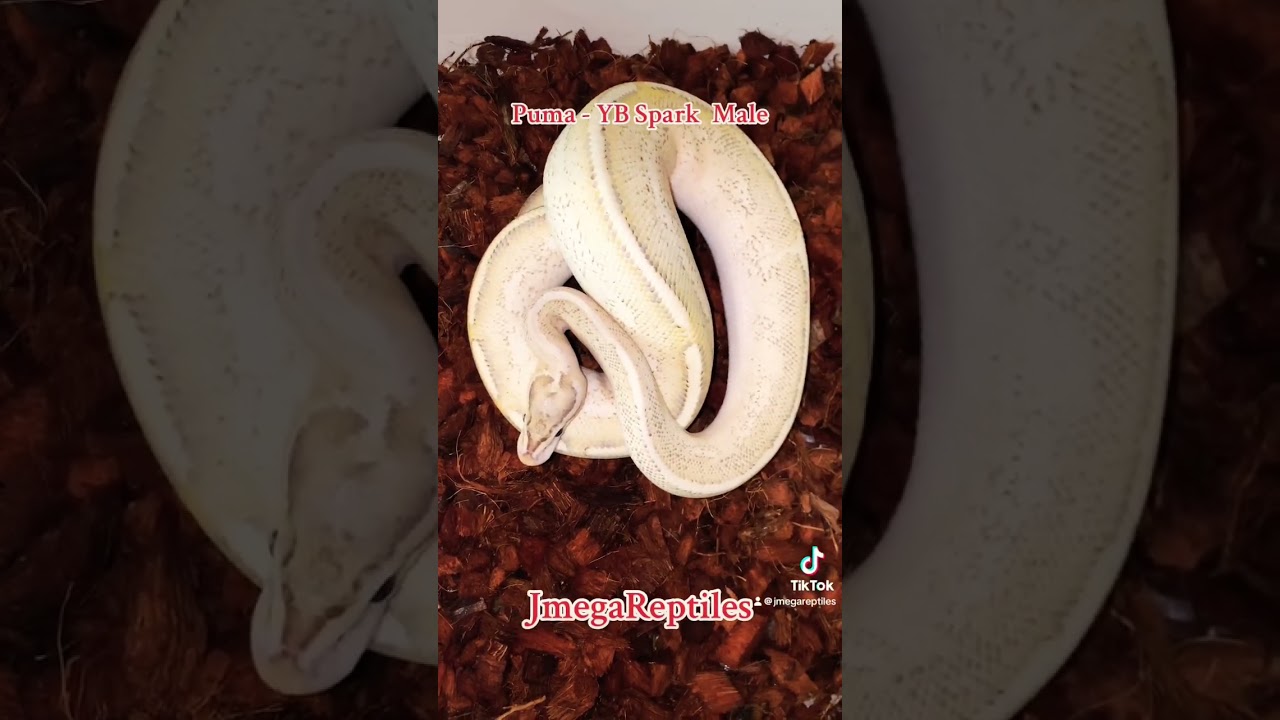 Puma - YB Spark  Male Ball Python 2024’