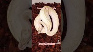 Puma - YB Spark Male Ball Python 2024’