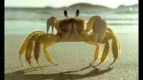 The Fascinating World of Crabs With FREE Activity Workbook Download!