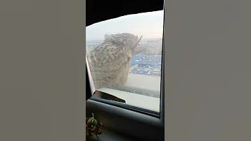 Сова срыгивает погадки