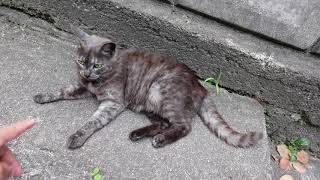 狭い路地で出会った黒猫をナデナデするとグレーの猫も後からやってきた