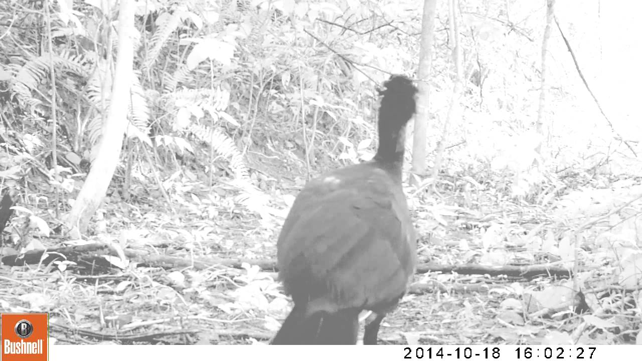 Curassow Closeup