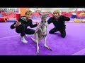 Gymnastics with a kangaroo!