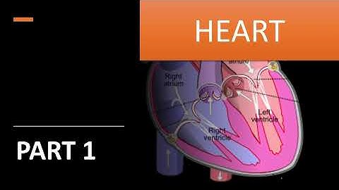 Heart Structure &function/Animal Physiology/Part 1/CSIR,PGT&GIC Biology,UPHESC ,UPPSC,RPSC Asst Prof