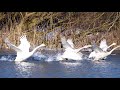 Water birds in winter with identification 4k