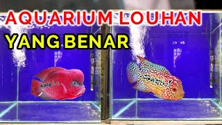 Ukuran Aquarium Untuk Memelihara Dan Progres Ikan Louhan