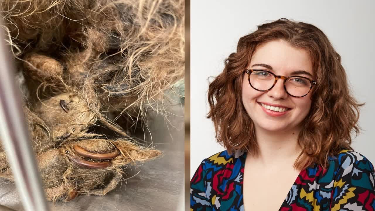 Florida Rescue Caring for Neglected Dog Thrown onto Its Property