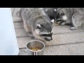 Baby Raccoons!!