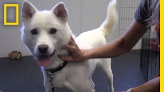 Inside a Dog Rehab Center | National Geographic