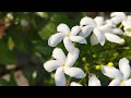 Care tips of chandni plant ☘️☘️☘️☘️#plants #garden #nature #flowers #viral 😊😊😊