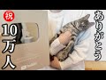 保護猫たちが銀の盾を貰うまで〜２年間の記録と里子に出したあの子たちは今…「たらふく食べてけよ！」