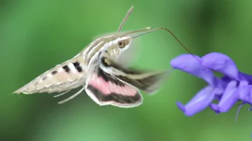 ¿Cuál es la mariposa más extraña?