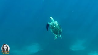 I Saw A Sea Turtle For The First Time