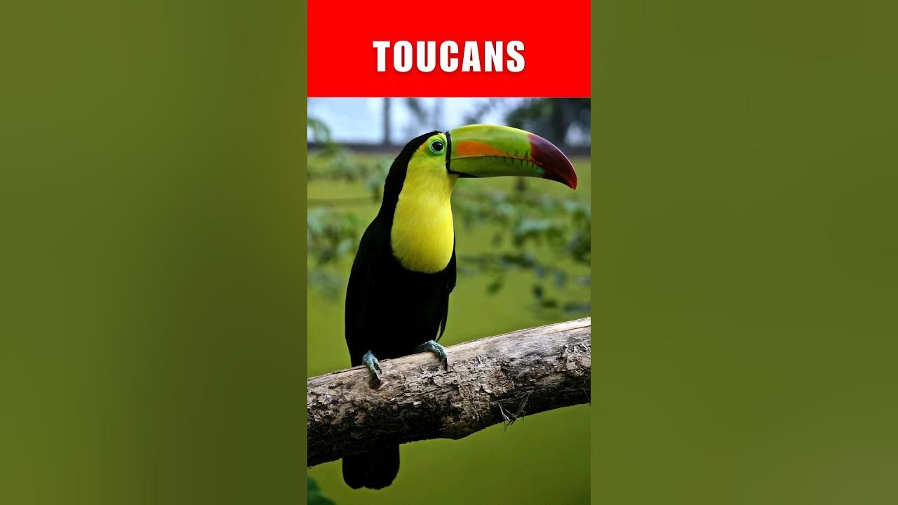 Do You Know Interesting Facts About Toucans? YouTube