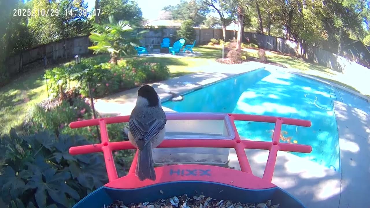 In the Quiet of Dawn | The Language of Birds