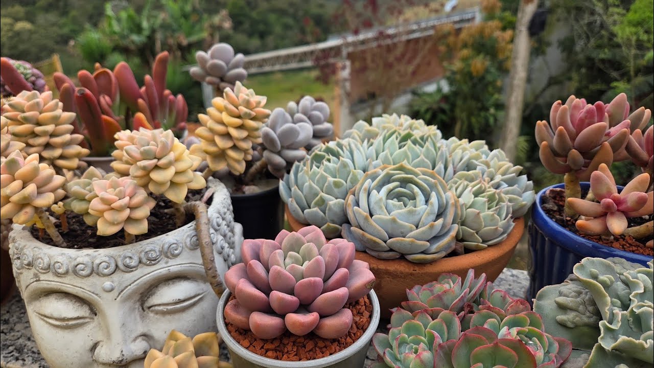 “Minha experiência com enxofre nas suculentas 🌵 | A importância de testar antes de aplicar”