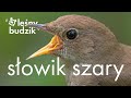 Leśny Budzik - Słowik Szary