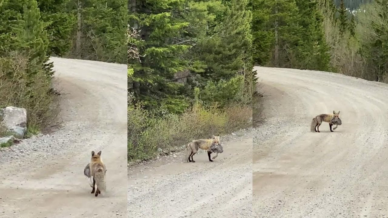 Fox Carrying Huge Rabbit Back To Den l Daily dose of internet - YouTube