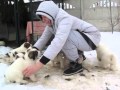 Крупные щенки САО, 1 мес, large puppies CENTRAL ASIA SHEPHERD DOG, 1 month