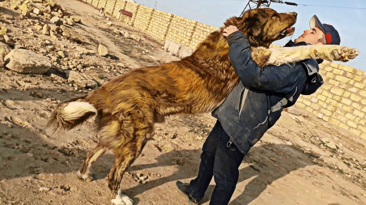Таджик собаки. Алабай волкодав. Таджикский собака. Собака таджикский большой. Таджикиский сабака балший.