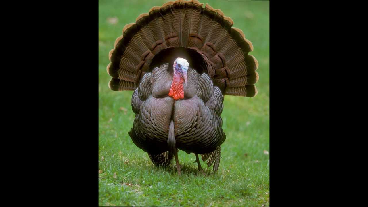 spread out Happy Thanksgiving!
