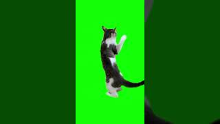 Cat Boxing - Green Screen