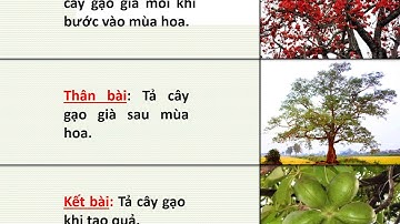 Tập làm văn tuần 21: Cấu tạo bài văn miêu tả cây cối