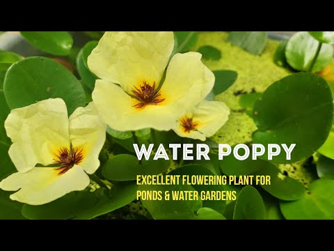 Water Poppy (Hydrocleys nymphoides) - Flowering Aquatic Plant Care & Culture